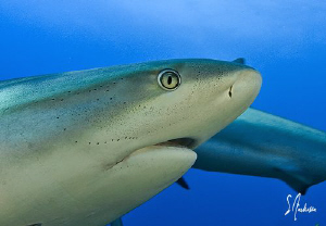 Reef Sharks are plentiful off the Bahamas and make it a s... by Steven Anderson 